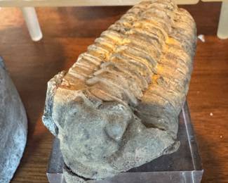 I am just glad this Calymene extinct marine arthropod is fossilized. I would not want to have it crawling around my boat. Also I think 400 million years old