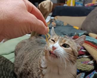 Interesting fact of the week - my cat likes Ramen Noodles.