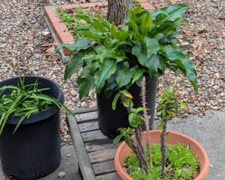 The plants have sprung back thanks to the rain!