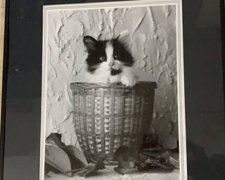 Kitty Black White Framed Print