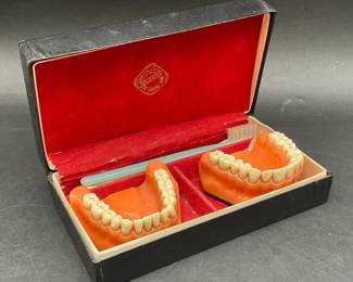 Dental Teeth Model