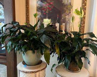 Larger plant is not for sale*