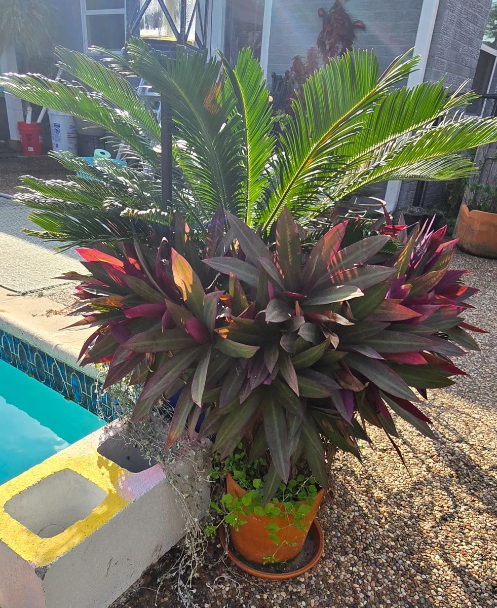 "The Party is On" Beautiful Plants - House and Garage Full! - Everything Very Clean and in Great Shape!