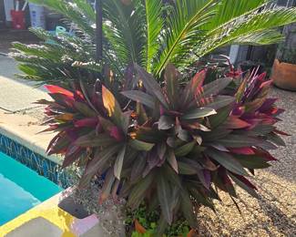 "The Party is On" Beautiful Plants - House and Garage Full! - Everything Very Clean and in Great Shape!