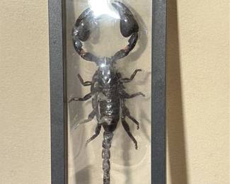 Preserved Emperor Scorpion in Display Case