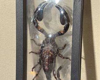 Preserved Emperor Scorpion in Display Case third image