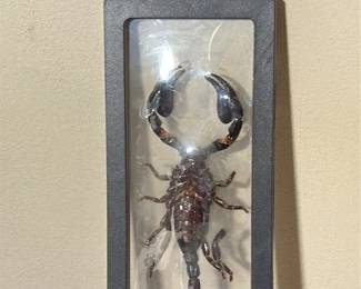 Preserved Emperor Scorpion in Display Case second image