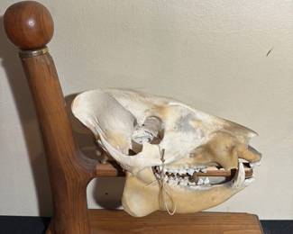 Mounted Animal Skull