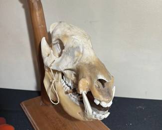 Mounted Animal Skull second image