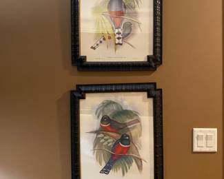 Pair of John Gould Black Framed Trogon Bird art prints