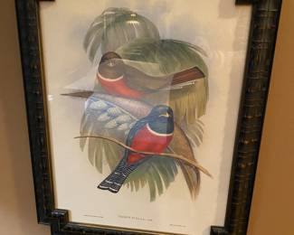 John Gould Black Framed Trogon Bird art print