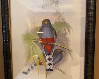 John Gould Black Framed Trogon Bird art print