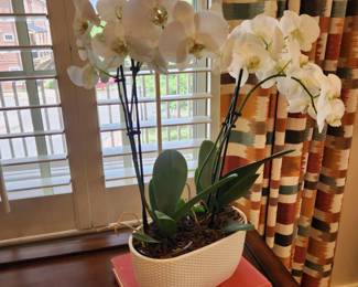 Live Orchid