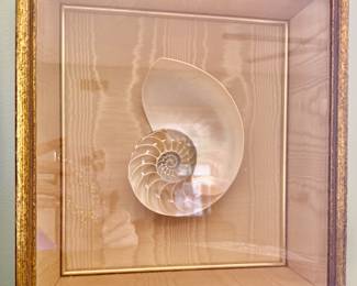 French sliced chambered nautilus 