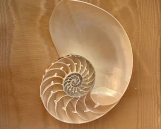 French cross section of a large framed nautilus framed beautifully in a gilt shadow box 1940-50