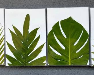 EHE013 Set Of 4 Fern Photography