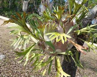 LARGE STAGHORN PLANT