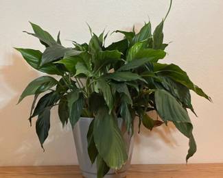 34 PeaceLilyLivePlantin8CeramicPot