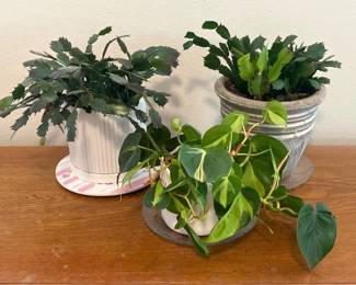 59 TwoChristmasCactiandonePothosLivePottedPlants