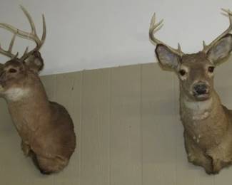 Deer Taxidermy 