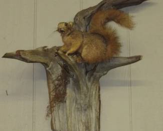 Squirrel Taxidermy 