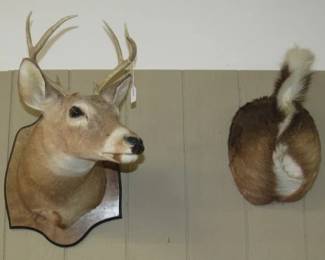 Deer Taxidermy 