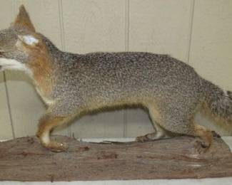 Fox Taxidermy 