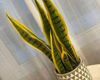 216 Faux Snake Plant