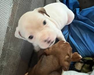 8 Pups, 1 Brown, 7 Mostly White ("Dad is a Boxer")  FREE to a Good Home !!!!!