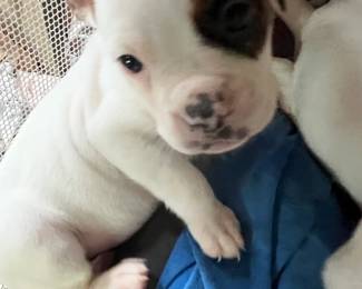 8 Pups, 1 Brown, 7 Mostly White ("Dad is a Boxer")   FREE to a Good Home !!!!!