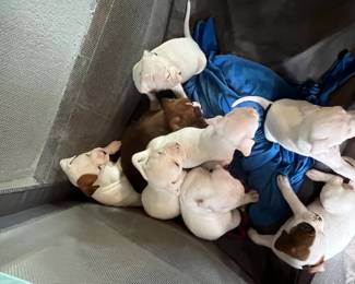 8 Pups, 1 Brown, 7 Mostly White ("Dad is a Boxer")  FREE to a Good Home !!!!!