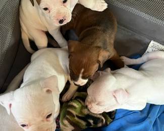 8 Pups, 1 Brown, 7 Mostly White ("Dad is a Boxer")   FREE to a Good Home !!!!!                