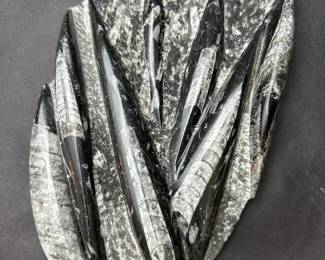 Polished Orthoceras Fossil Slab Devonian Cephalopod Display Specimen