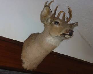 TAXIDERMY DEER MOUNT
