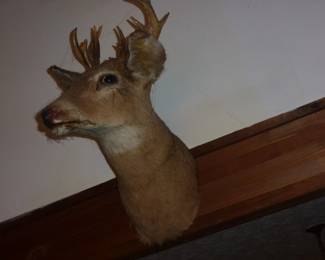 TAXIDERMY DEER MOUNT