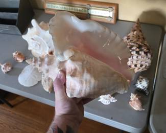 HUGE Conch shells and more 