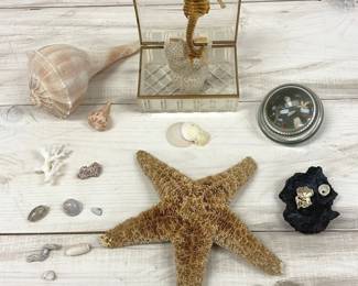 Seahorse, Seastar And Treasures From The Sea