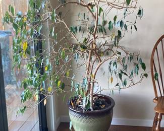 Potted Ficus Tree