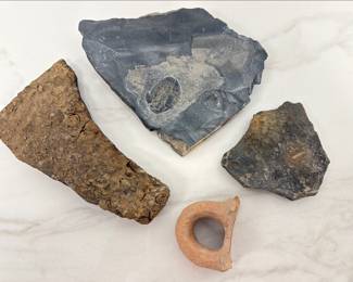 Lot 24 Natural Curiosities Fossils Israeli Archaeological Find Jar Handle