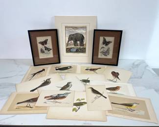Lot 95 Vintage Bird Art Prints Butterfly Prints Elephant Print