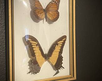 Preserved Butterfly Frame