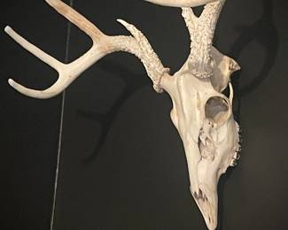 Deer Skull, European Mount