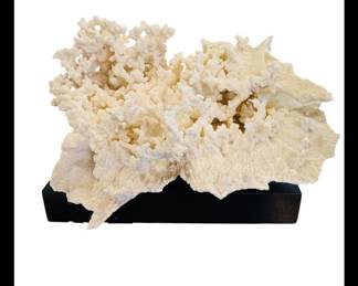 Large coral on black base