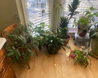 House plants 