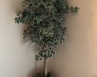2 large silk ficus trees