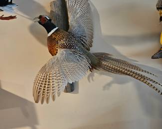 Beautiful Pheasant in flight
