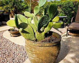 More Landscape pottery and plants