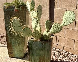 Potted cacti