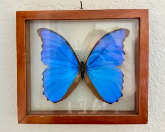 Framed butterfly