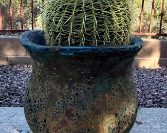 Potted cactus